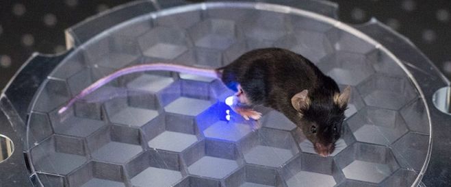 This mouse’s own body transmits energy to an implantable device that delivers light to stimulate leg nerves in a Stanford optogenetics project. (Image credit: Austin Yee)