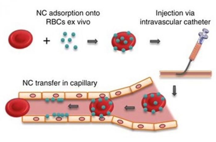 (Image credit: UPenn Muzykantov Lab)